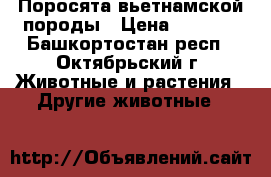 Поросята вьетнамской породы › Цена ­ 4 000 - Башкортостан респ., Октябрьский г. Животные и растения » Другие животные   